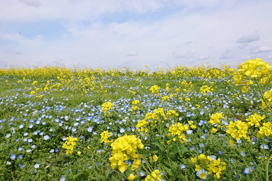 春 菜の花とネモフィラ