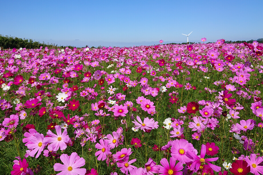 秋 コスモス畑
